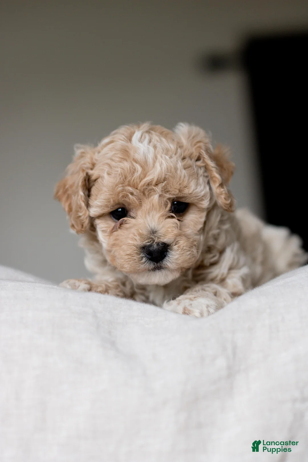 Bichpoo dogs for sale: Pip - Ad 2