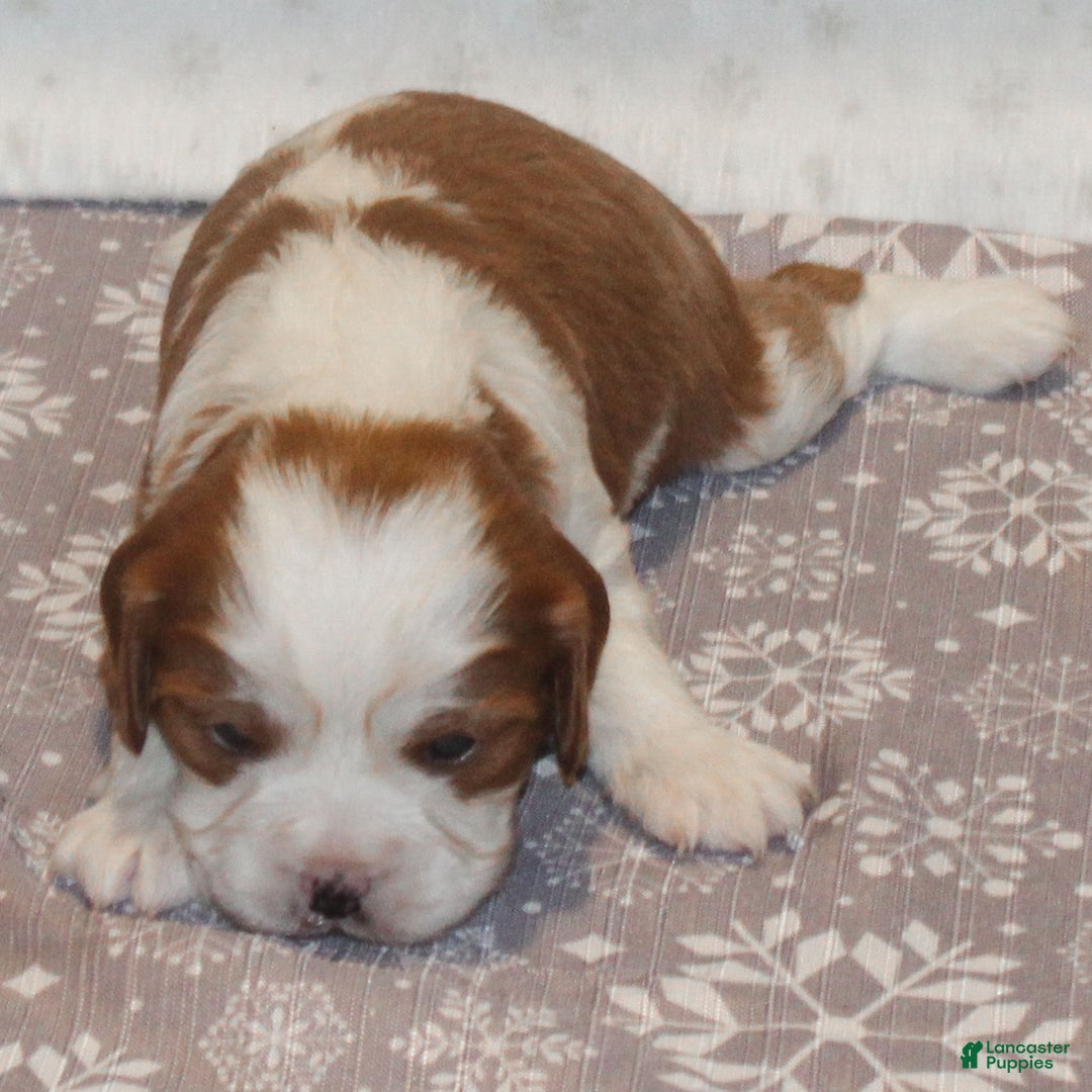 Cavalier King Charles Spaniel dogs for sale: Noah - Ad 2
