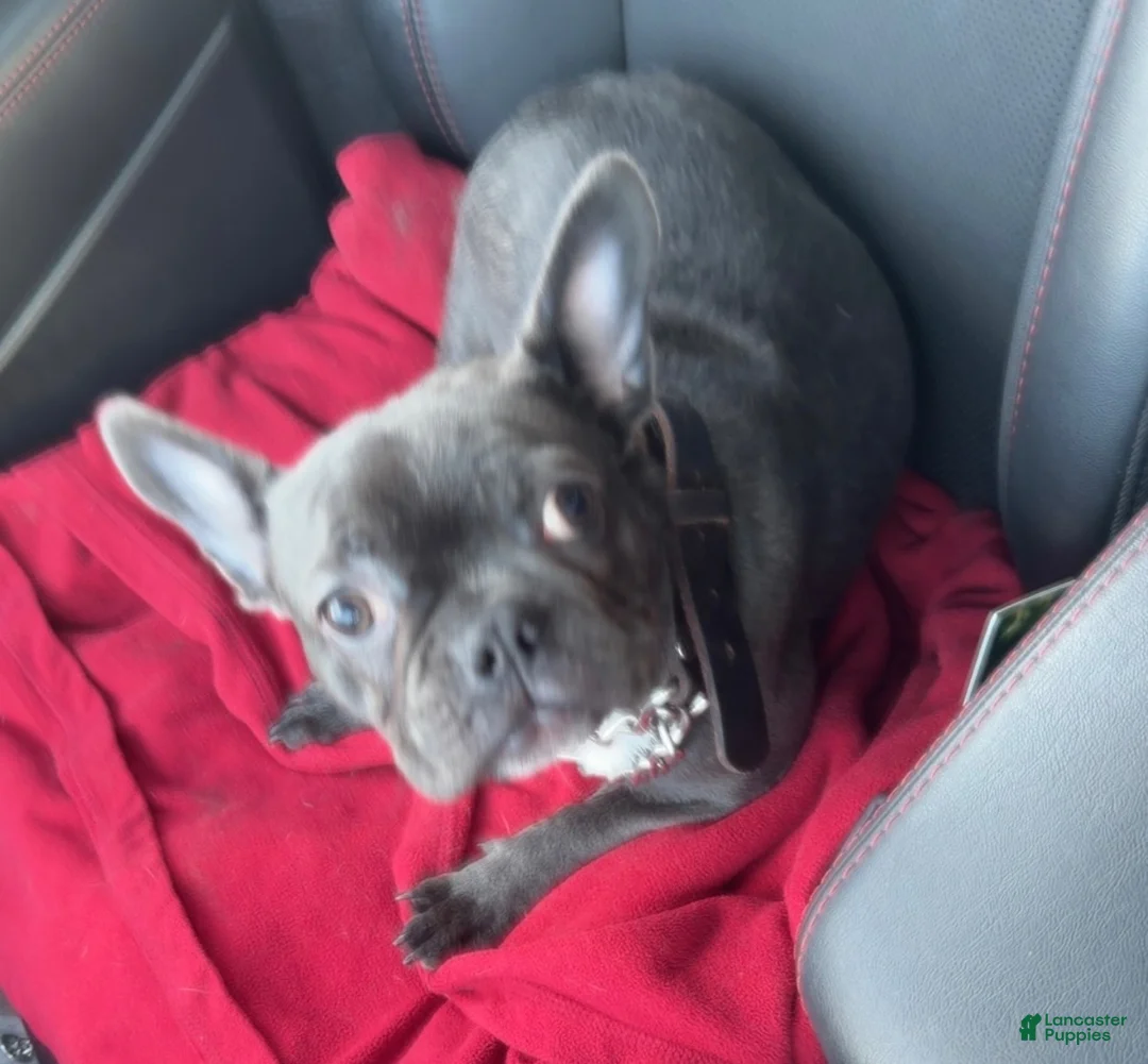 Frenchton dogs for sale: Bubby - Ad 5