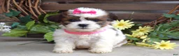Teddy Bear dogs for sale: Daisy - Ad 5