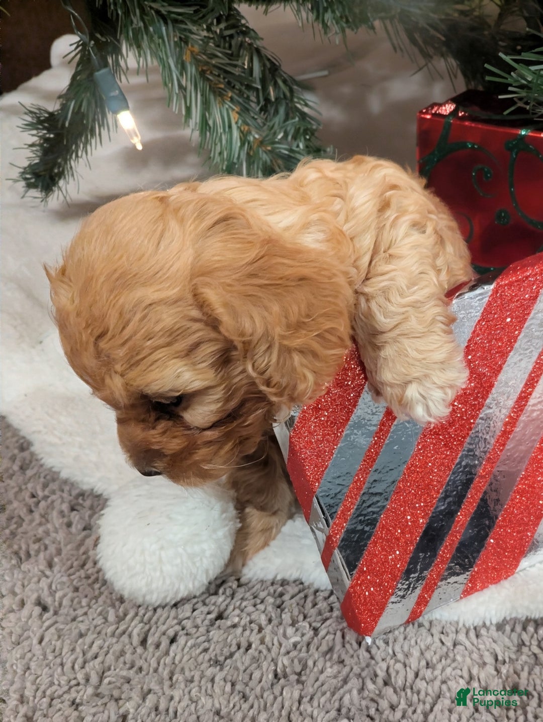 Mixed Breed dogs for sale: Luna  - Ad 3