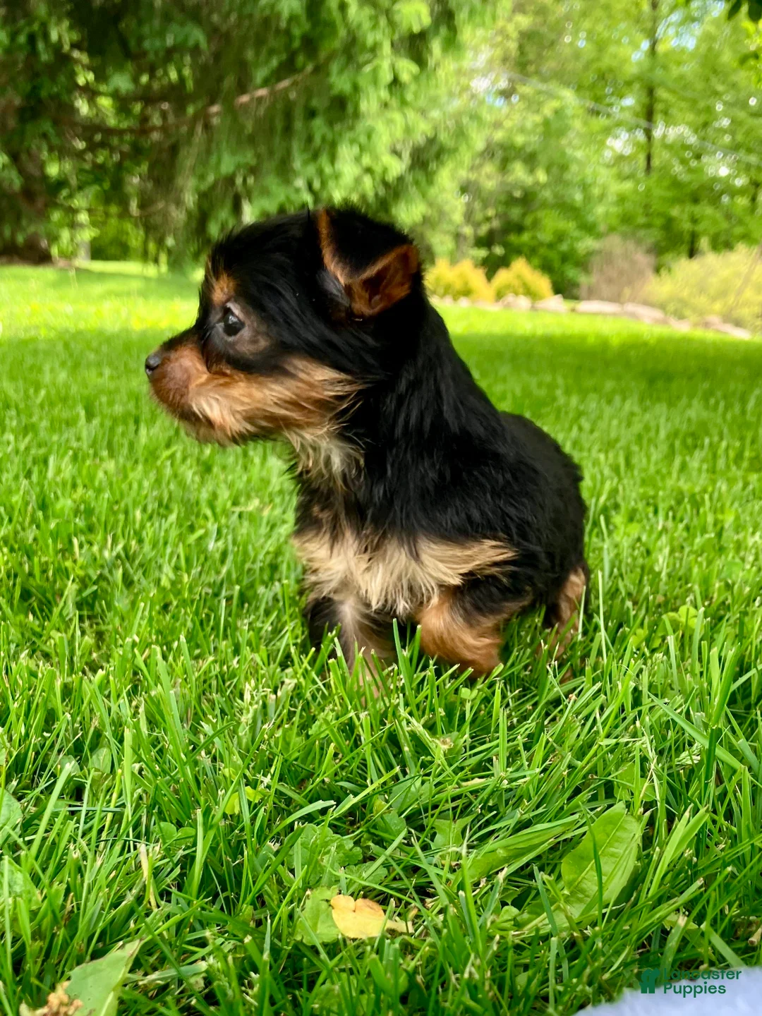 Yorkshire Terrier dogs for sale: Amelia  - Ad 7
