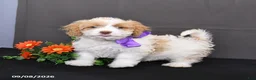 Cavapoo dogs for sale: Orchid - Ad 3
