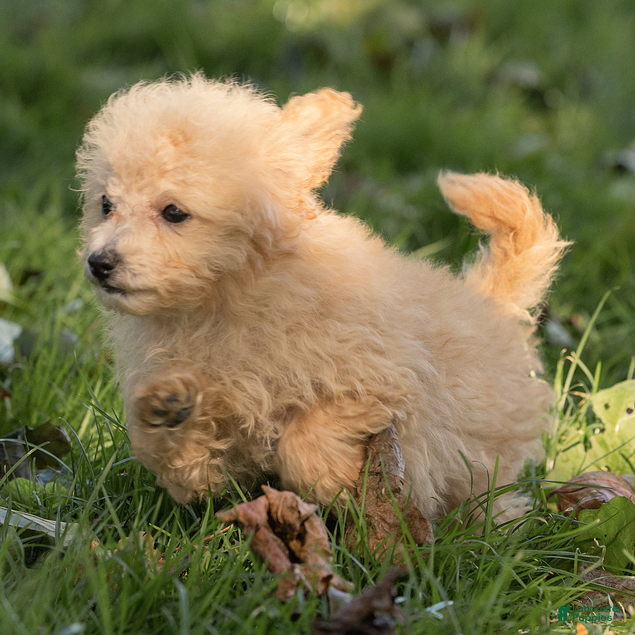 Maltipoo dogs for sale: Teddy Maltipoo  - Ad 2