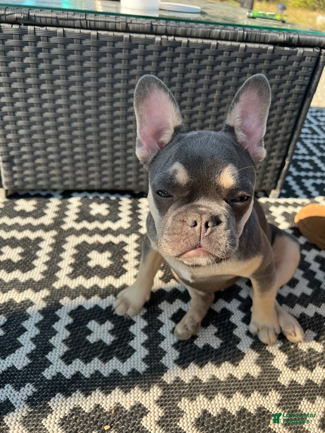 French Bulldog dogs for sale: Charlie - Ad 8