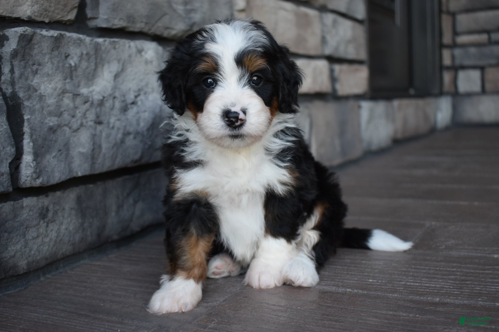 Mini Bernedoodle dogs Cuddles - Ad 2