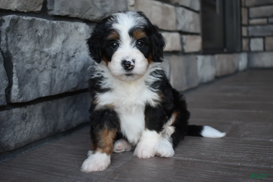 Mini Bernedoodle dogs for sale: Cuddles - Ad 2