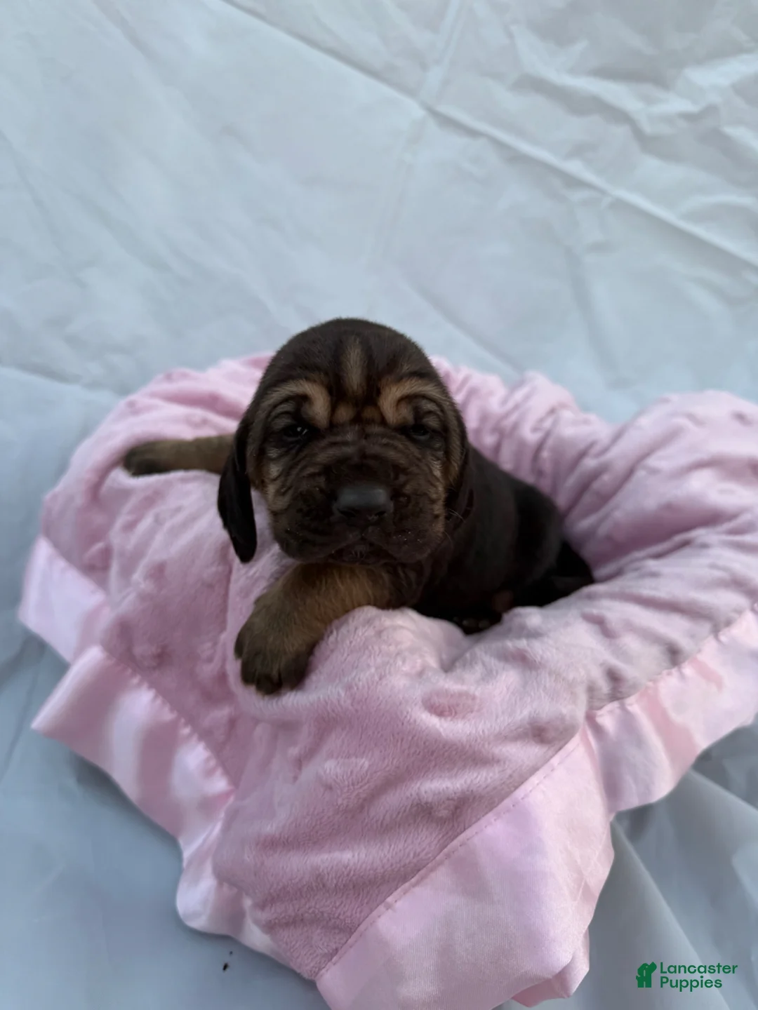 Bloodhound dogs for sale: Ariel - Ad 2