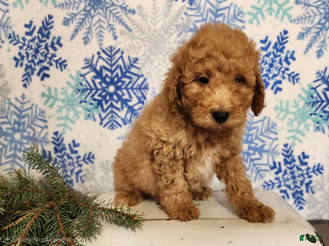 Mini Goldendoodle dogs for sale: Nash - Ad 4