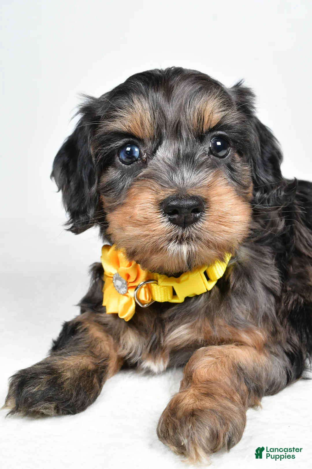 Cockapoo dogs for sale: Peggy - Ad 5