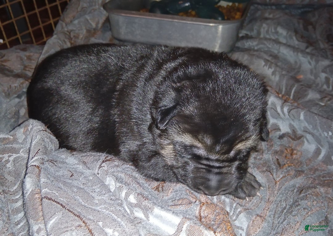 German Shepherd dogs for sale: Diamond - Ad 30