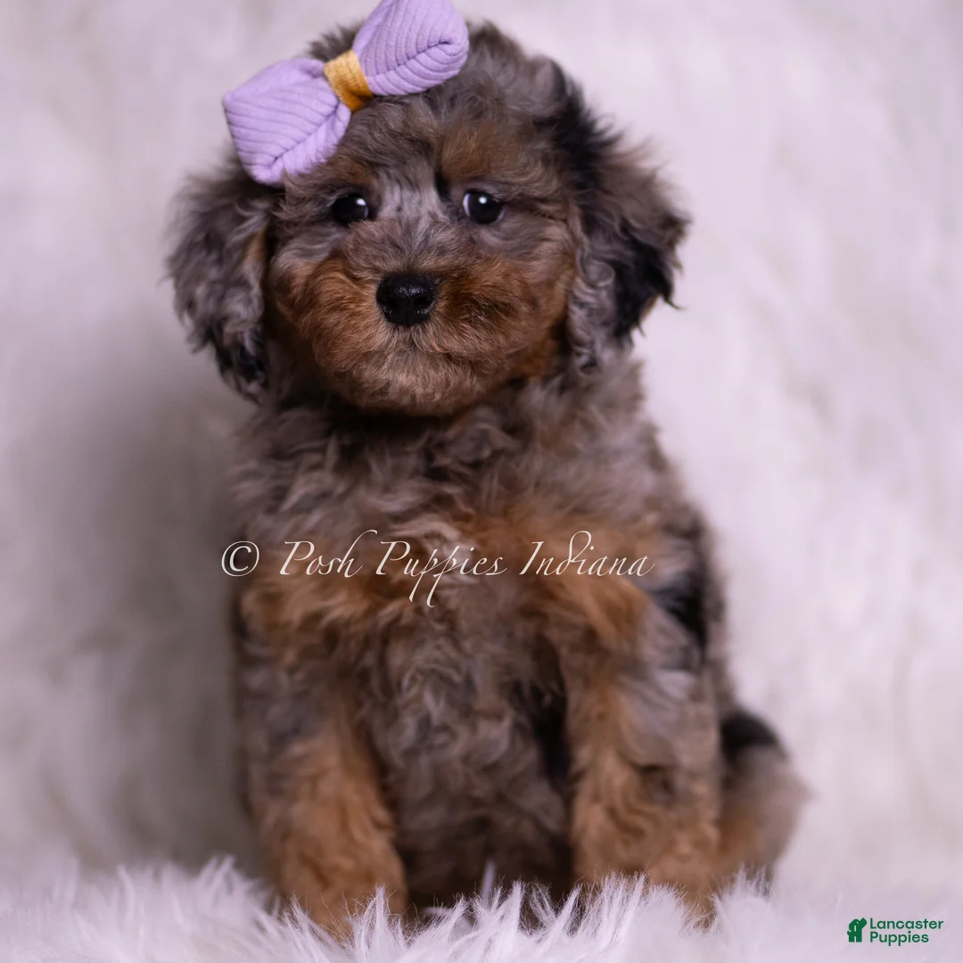 Miniature Poodle dogs for sale: Arabella - Ad 6