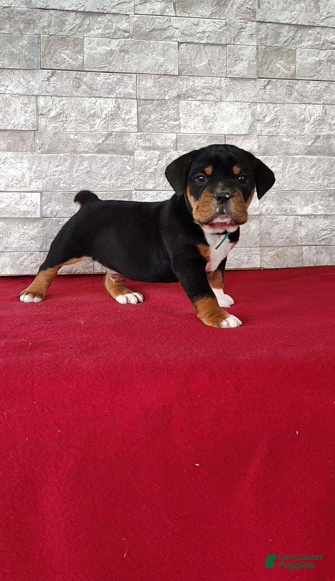 Beabull dogs Raiden - Ad 1
