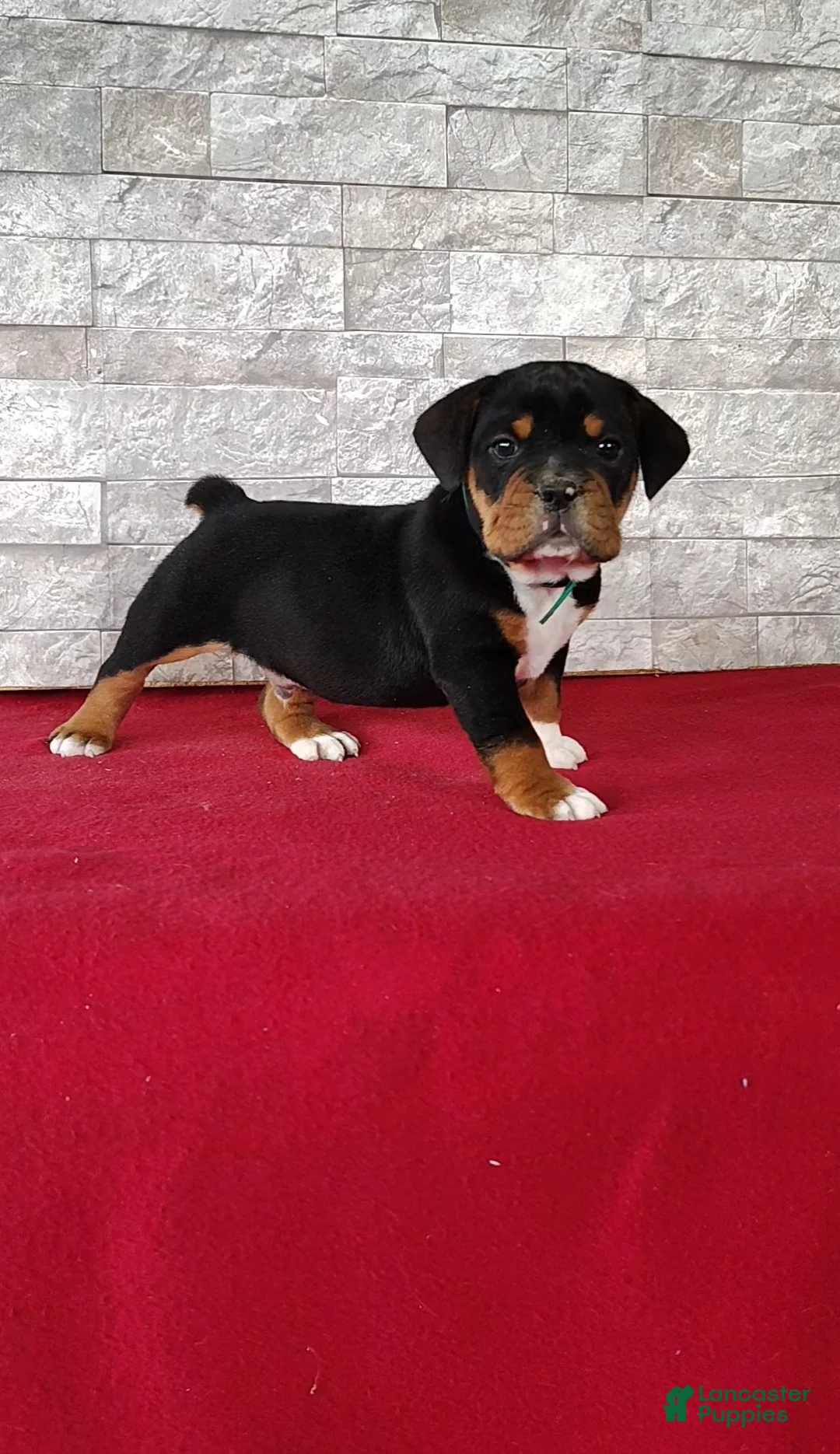 Beabull dogs for sale: Raiden - Ad 1