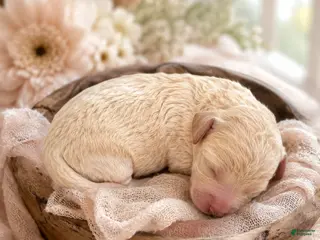 Mini Bernedoodle dogs Boy 3 - Ad 8