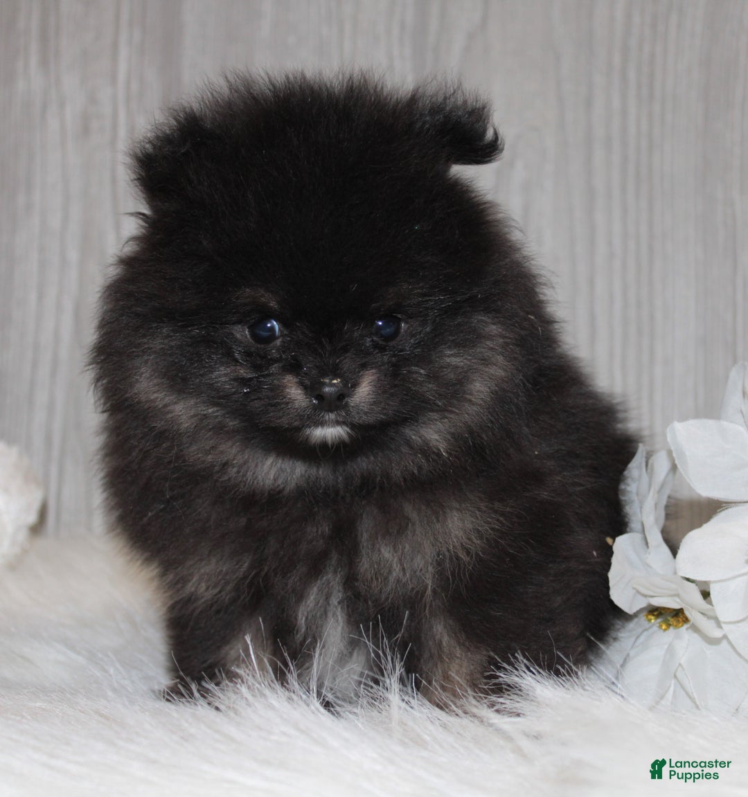 Pomeranian dogs for sale: Kason - Ad 7