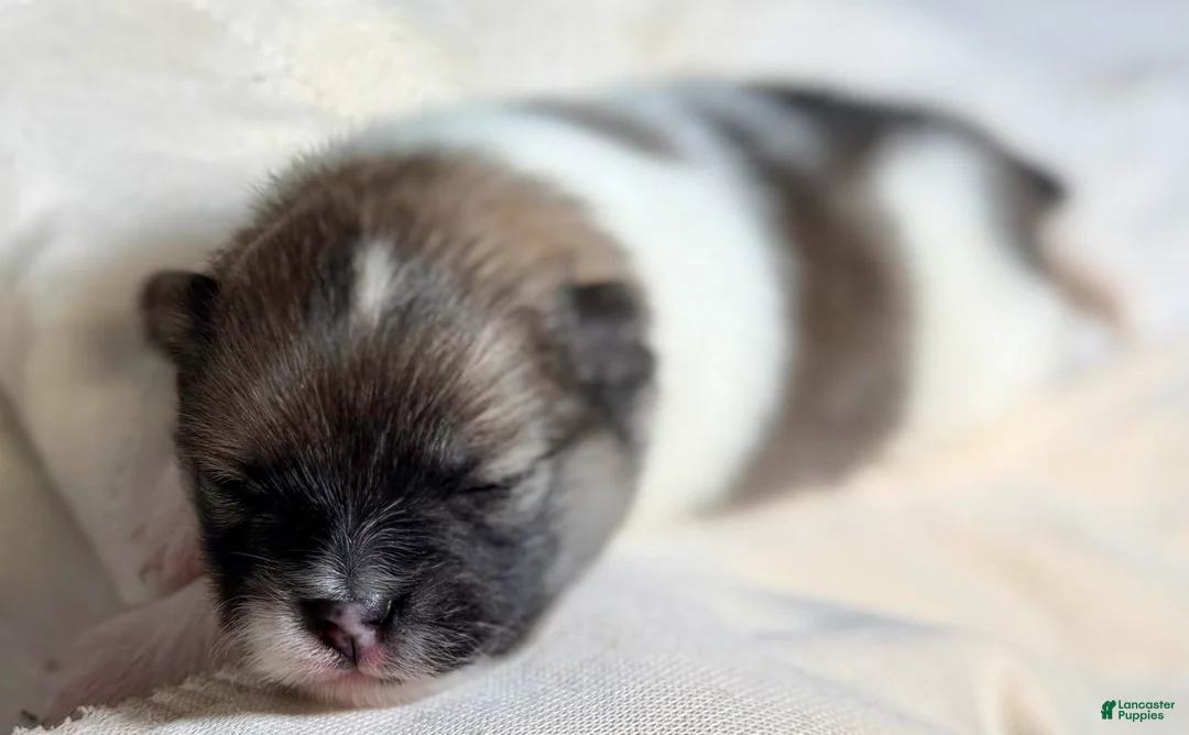 Pomeranian dogs for sale: Girl 1 - Ad 1