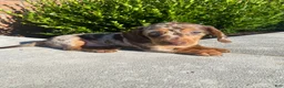 Miniature Dachshund dogs for sale: Brody - Ad 6