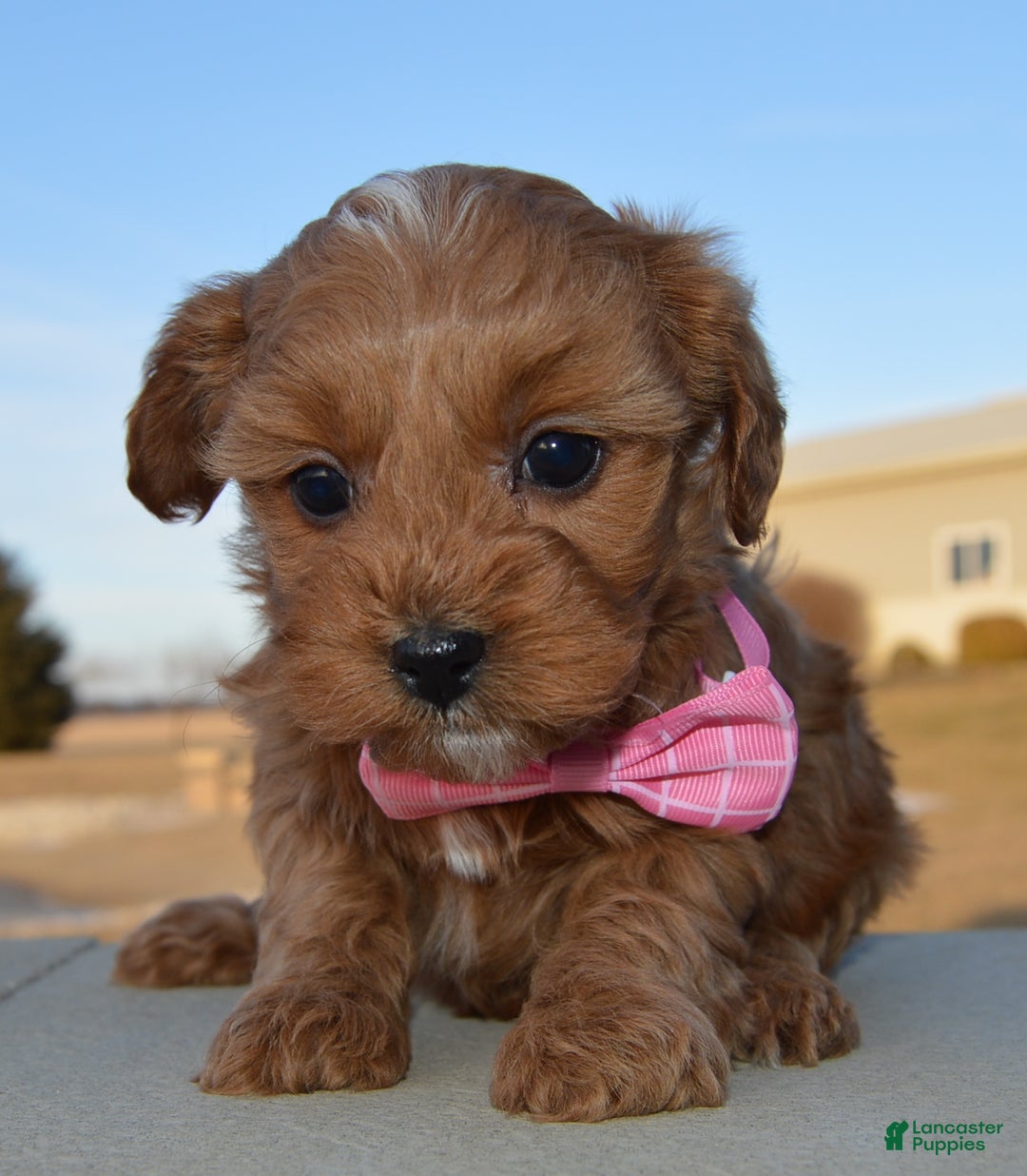 Cockapoo dogs for sale: Cookie - Ad 5