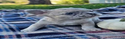French Bulldog dogs for sale: Quinn - Ad 3