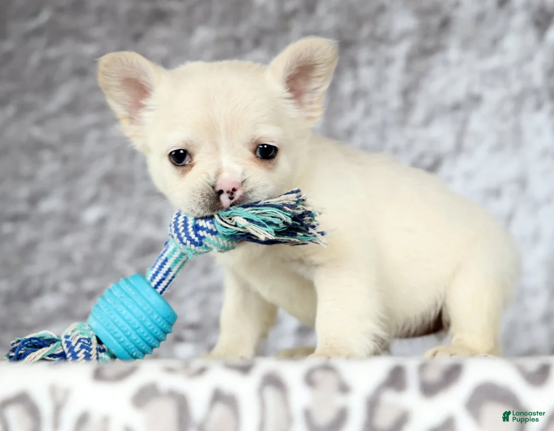 French Bulldog dogs for sale: Nora - Ad 6