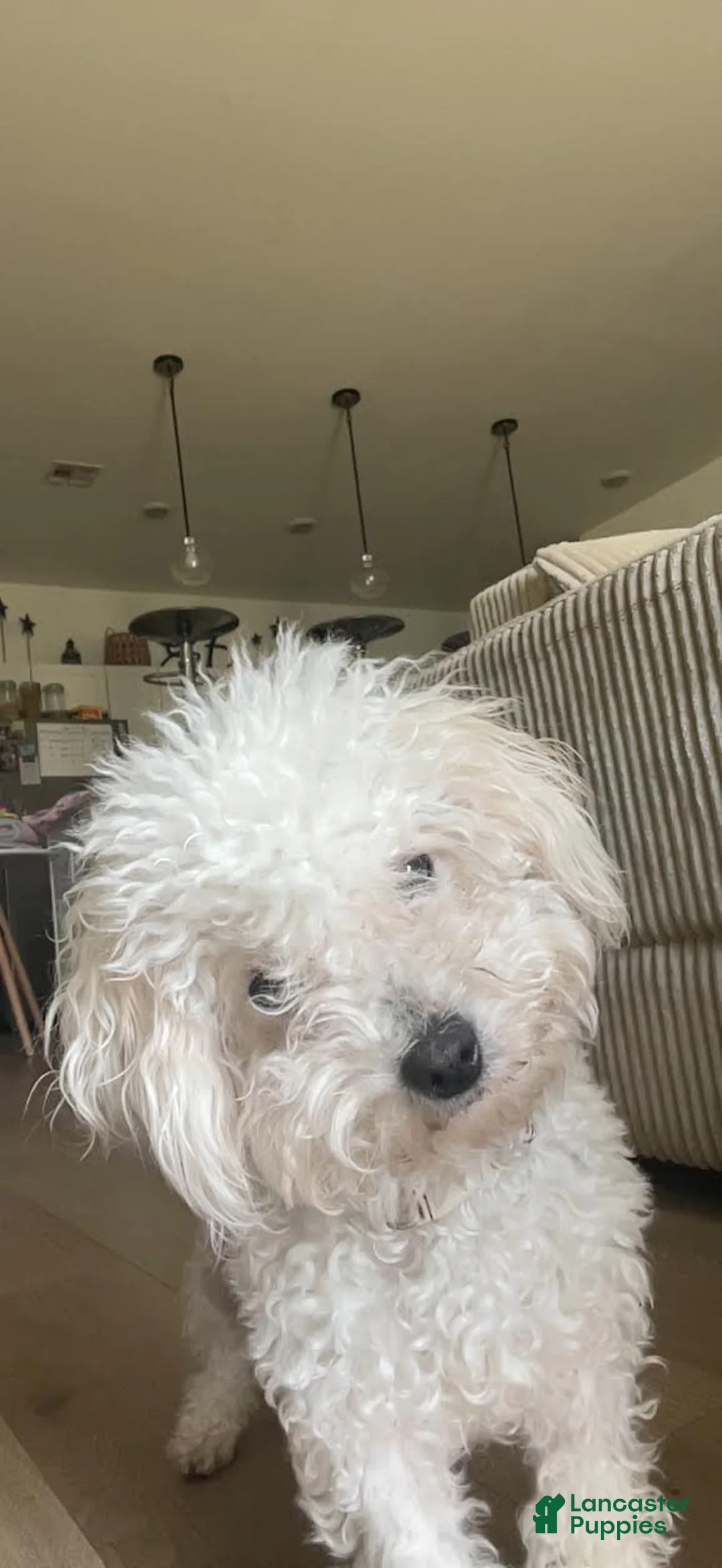 Mixed Breed dogs for sale: Hershey - Ad 6