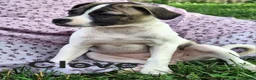 Jug dogs for sale: Clove - Ad 1