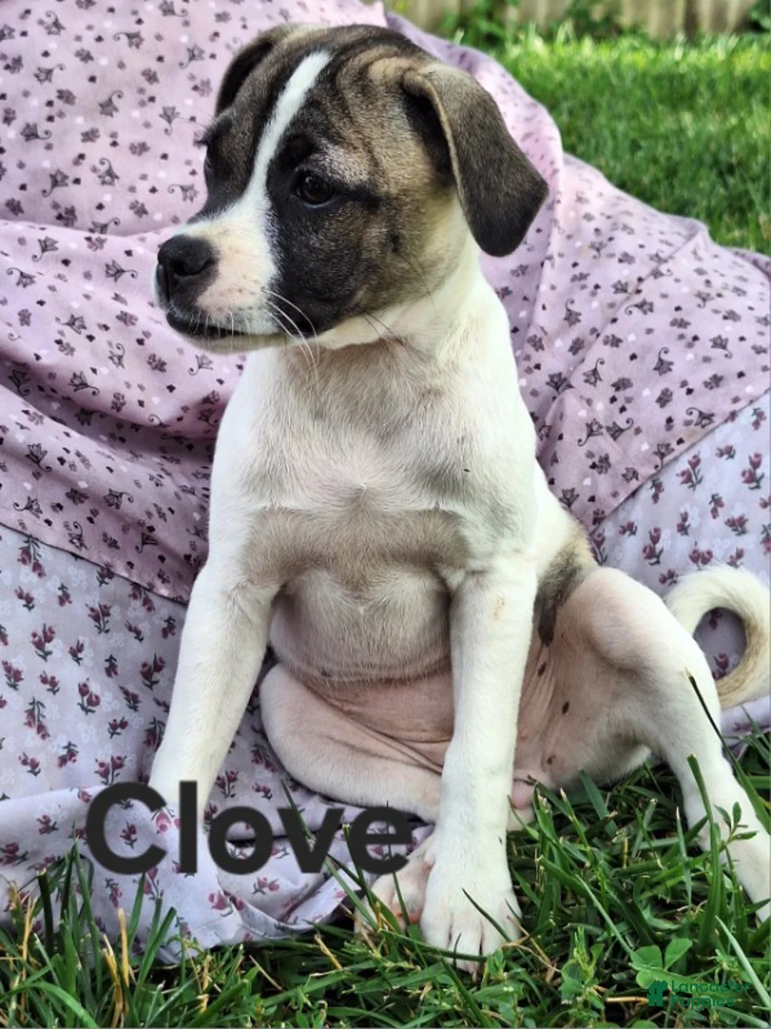 Jug dogs for sale: Clove - Ad 1