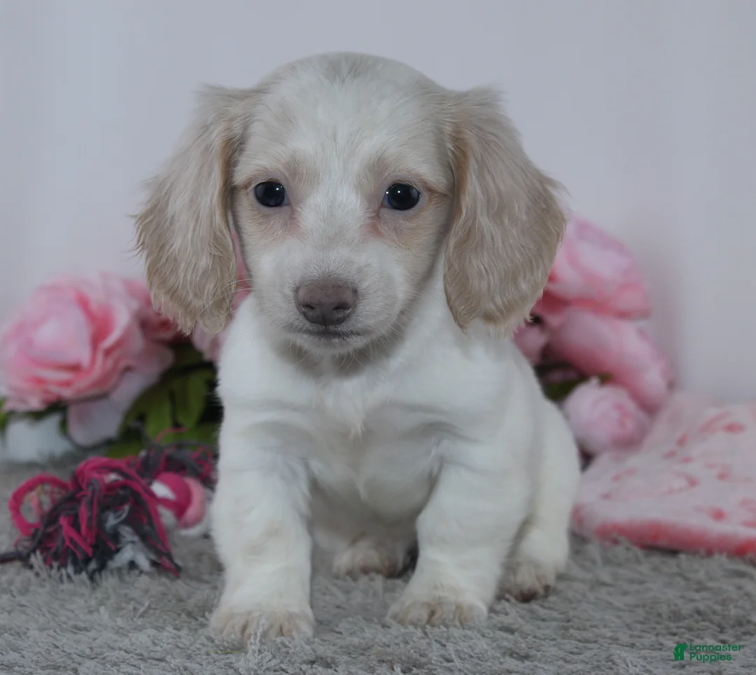 Miniature Dachshund dogs for sale: Infinity - Ad 2