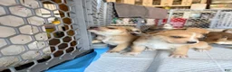 Mixed Breed dogs for sale: Pitsky male - Ad 14