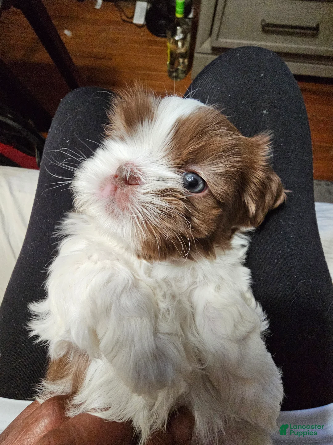 Shih Tzu dogs for sale: Bizkit - Ad 2