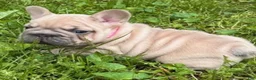 French Bulldog dogs for sale: Aster - Ad 2