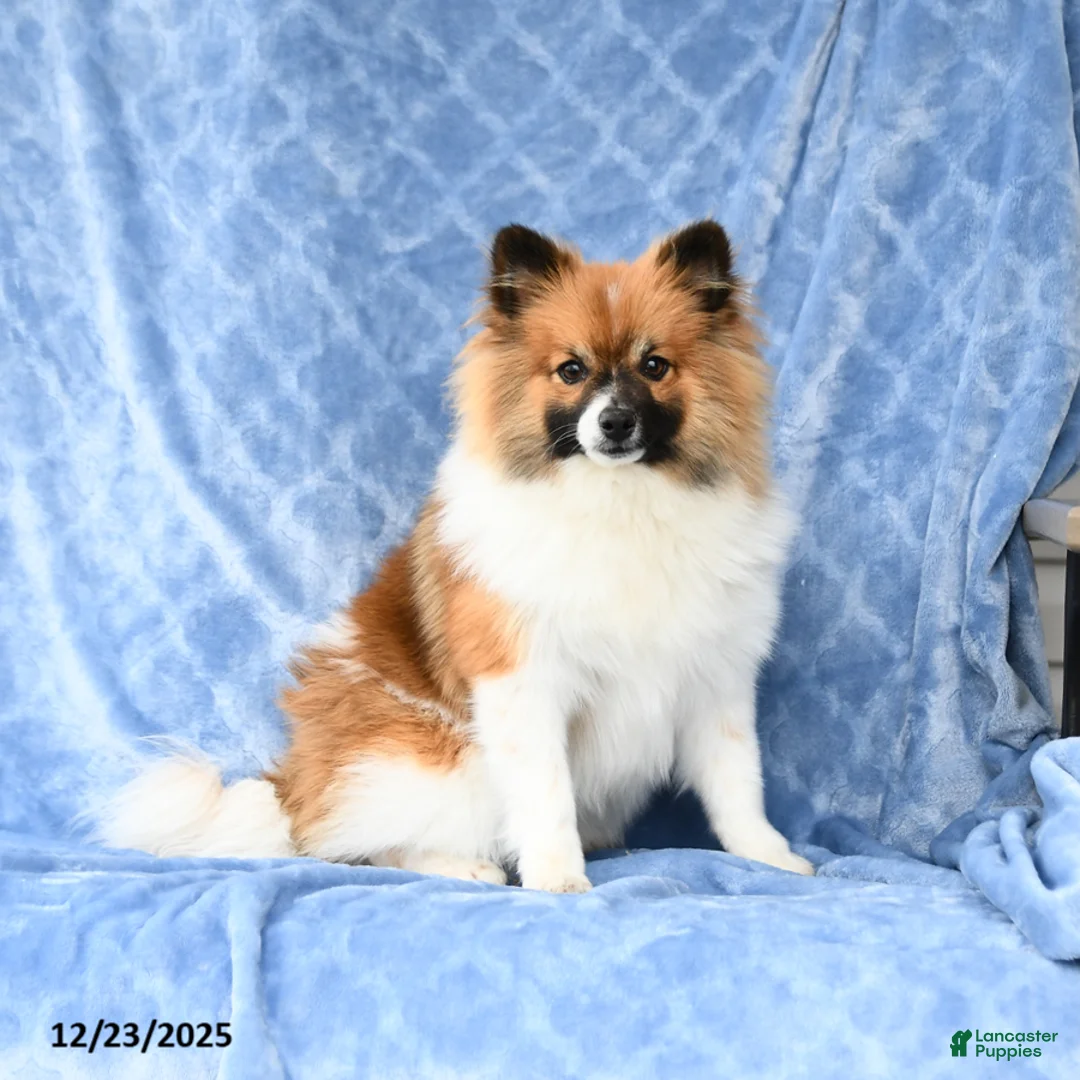 Pomeranian dogs for sale: Larry - Ad 1