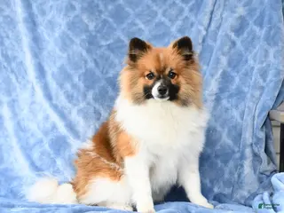 Pomeranian dogs Larry - Ad 27