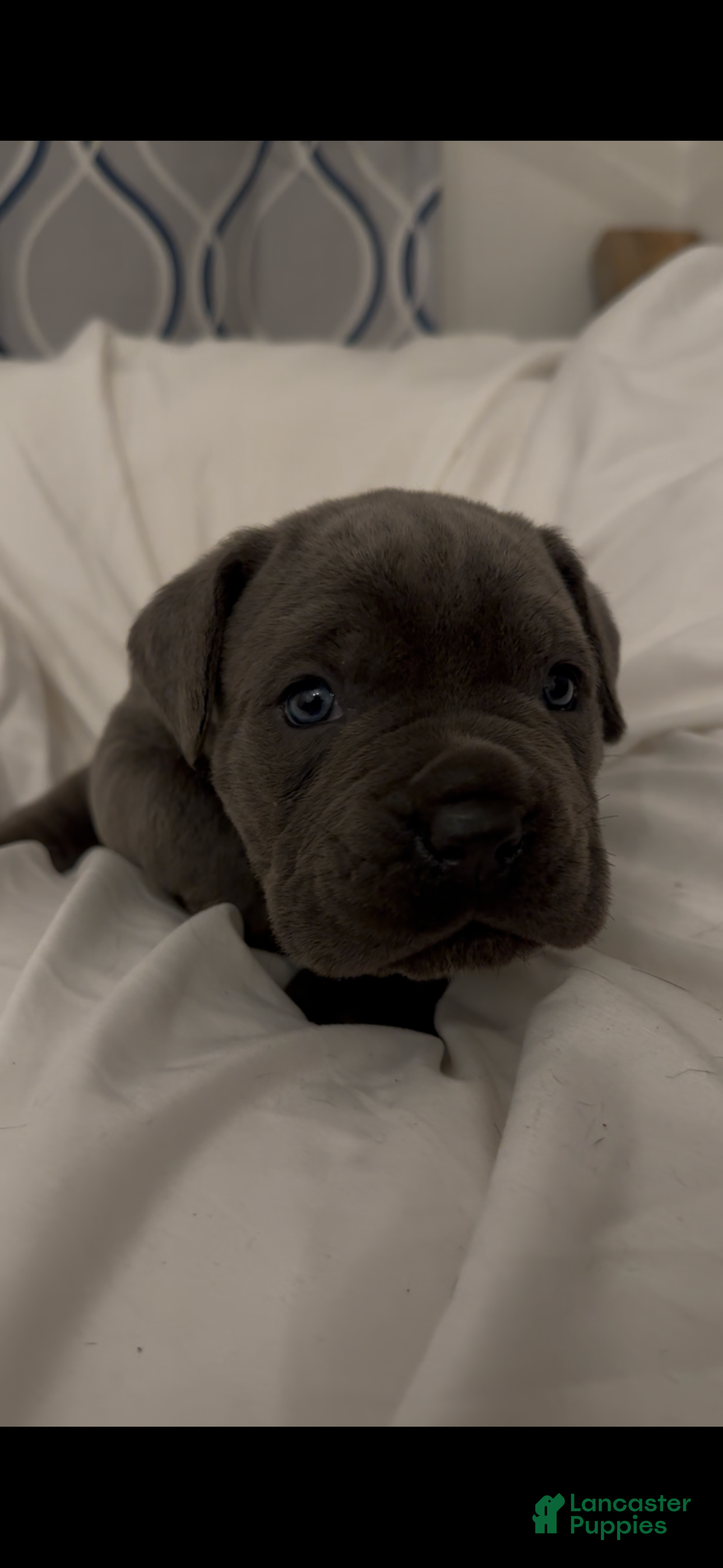 Cane Corso dogs Shadow - Ad 1