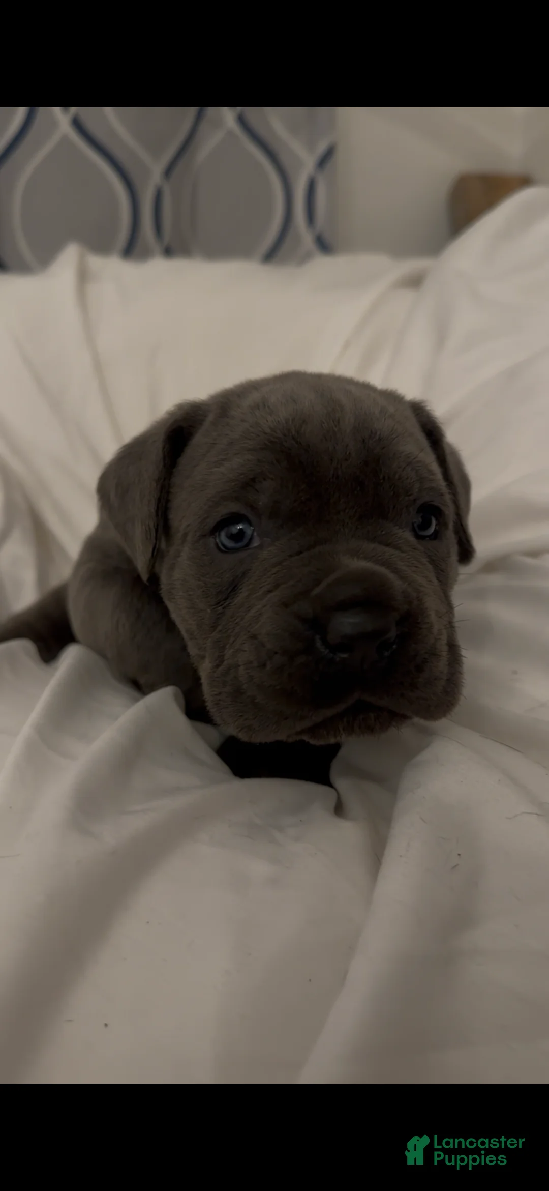 Cane Corso dogs for sale: Shadow - Ad 1