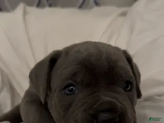 Cane Corso dogs for sale: Shadow - Ad 4