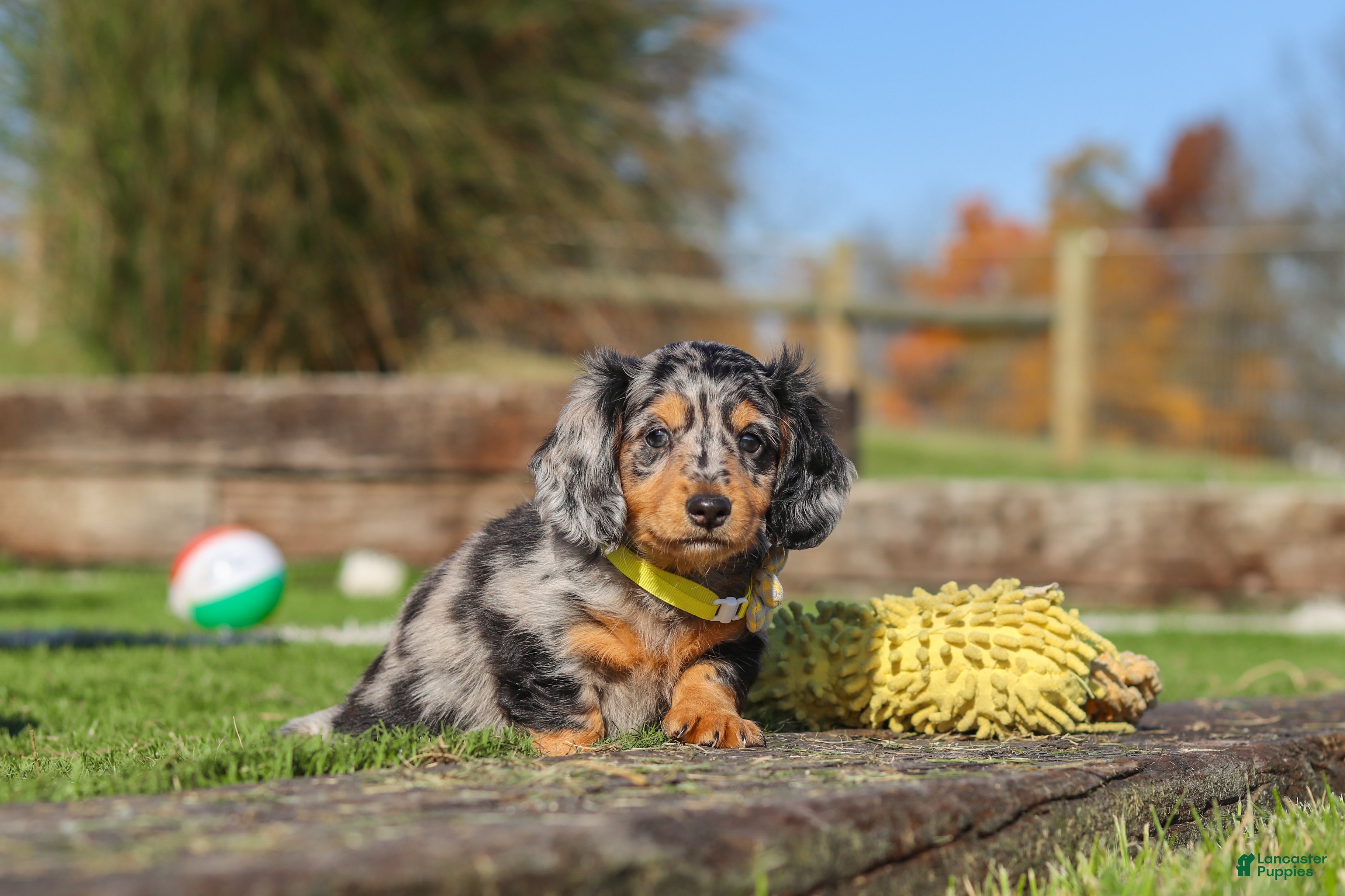 Miniature Dachshund dogs for sale: Jake - Ad 1