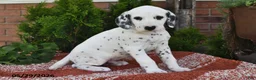 Dalmatian dogs for sale: Ike - Ad 5