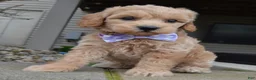 Mini Goldendoodle dogs for sale: Mini Ginger - Ad 3