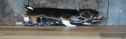 Beagle dogs for sale: Cooper - Ad 6