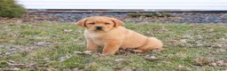 Labrador Retriever dogs for sale: Eagle - Ad 3