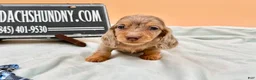 Miniature Dachshund dogs for sale: Miniature Dachshund Puppy 4 - Ad 5
