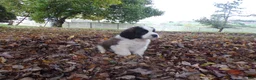 Saint Bernard dogs for sale: Clifford - Ad 4