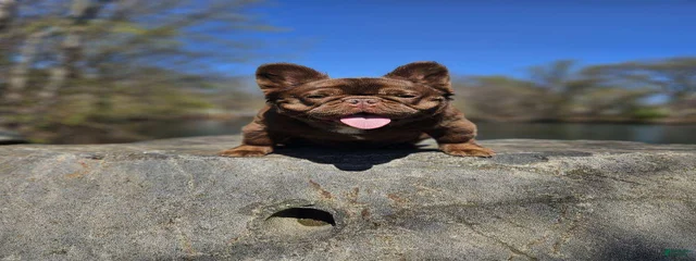 YOGI 