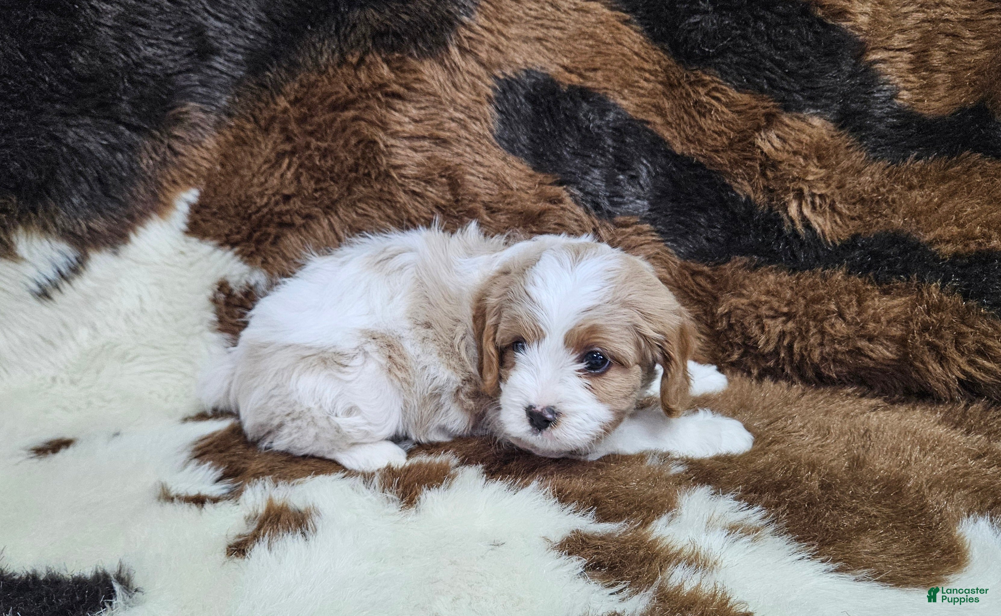 Cavapoo dogs F1 Asher - Ad 25