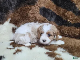 Cavapoo dogs F1 Asher - Ad 31