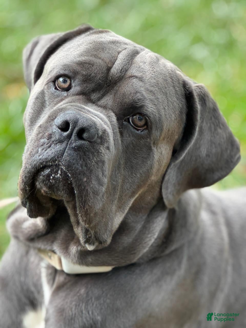 Cane Corso dogs Blu  - Ad 1
