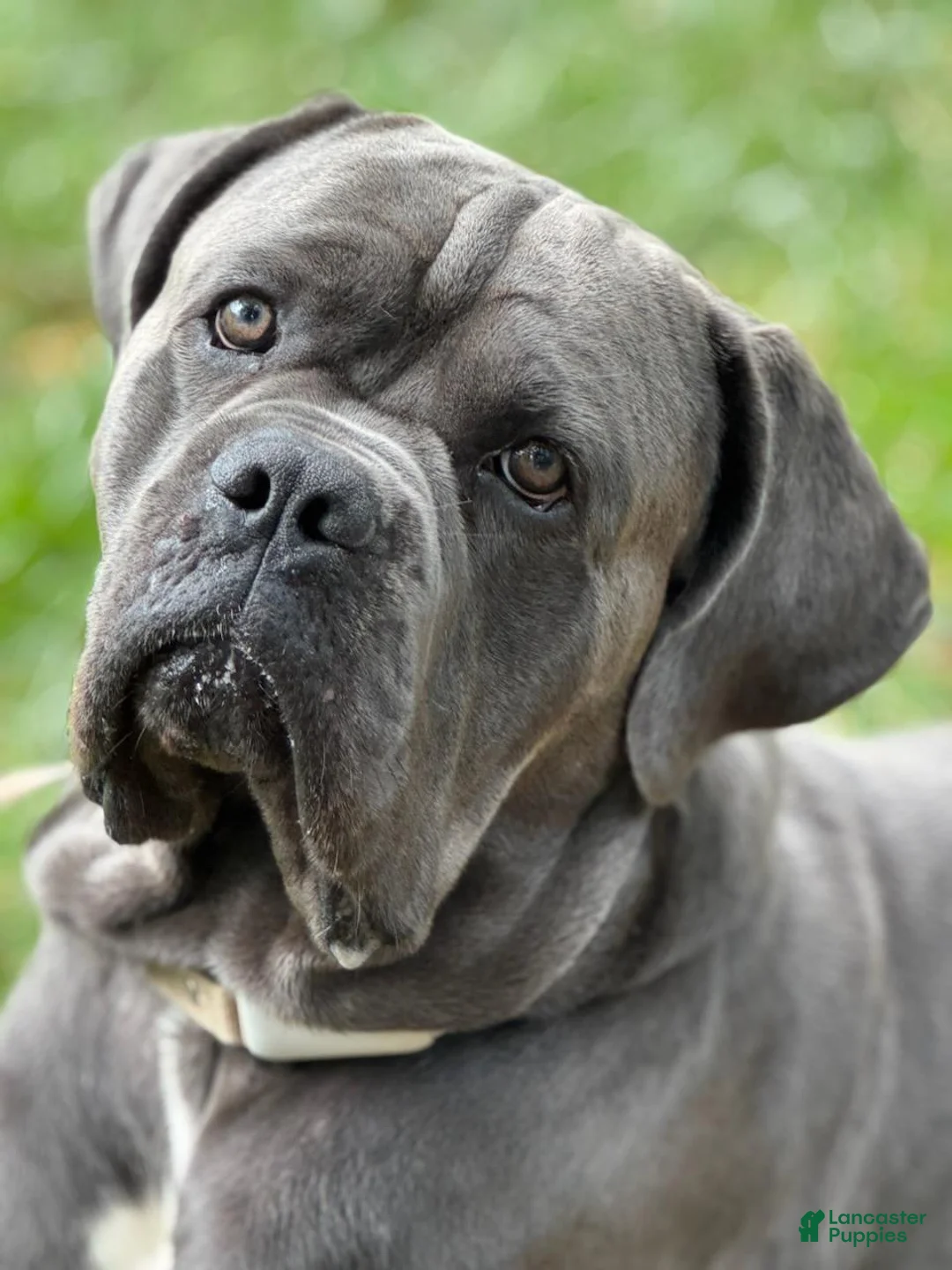 Cane Corso dogs for sale: Blu  - Ad 1
