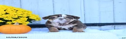 English Bulldog dogs for sale: Chip - Ad 4